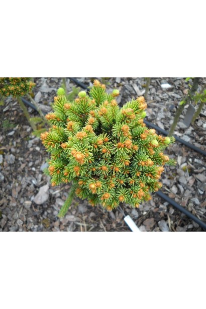 Picea abies Gold Nugget / Aurea WB on shtambe